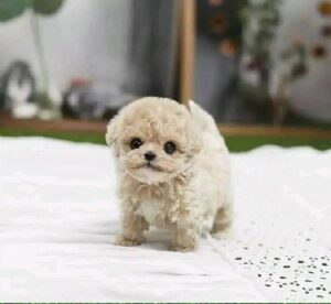 Poodles Under $500 Price