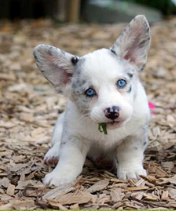 Dogs for sale