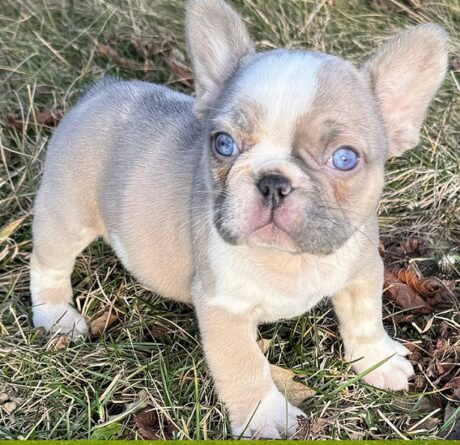 Dog French bulldog for sale