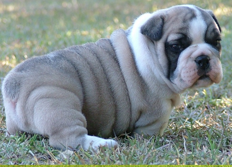 Puppies in Alberta province Canada