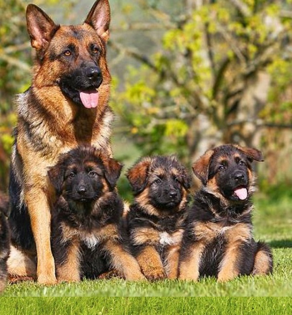 Puppies Des Moines Iowa