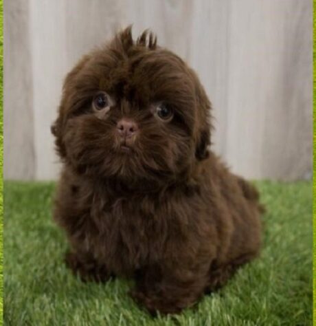 Puppies Des Moines Iowa