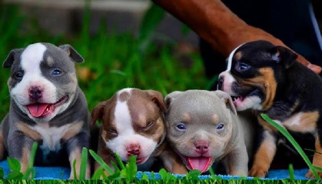 Puppies Juneau Alaska, AK