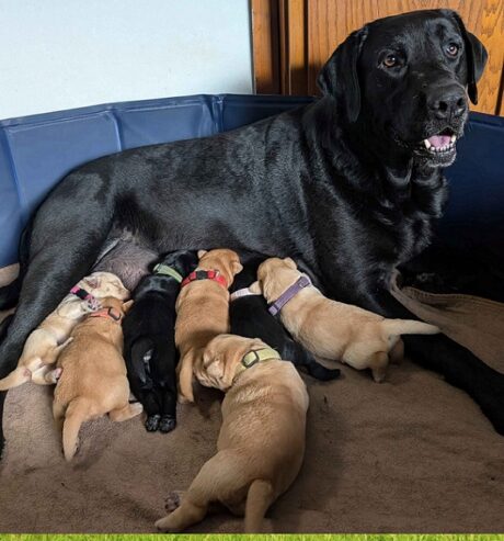 Puppies Juneau Alaska, AK