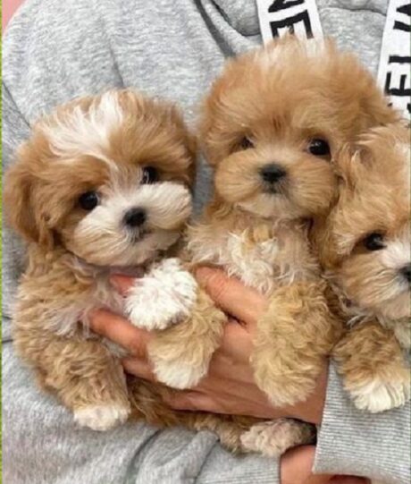 Puppies Under $500 West Virginia Cities, WV