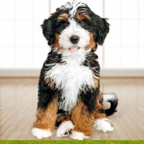 Puppies at Good Price in New Hampshire
