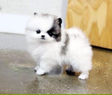 Puppies for sale