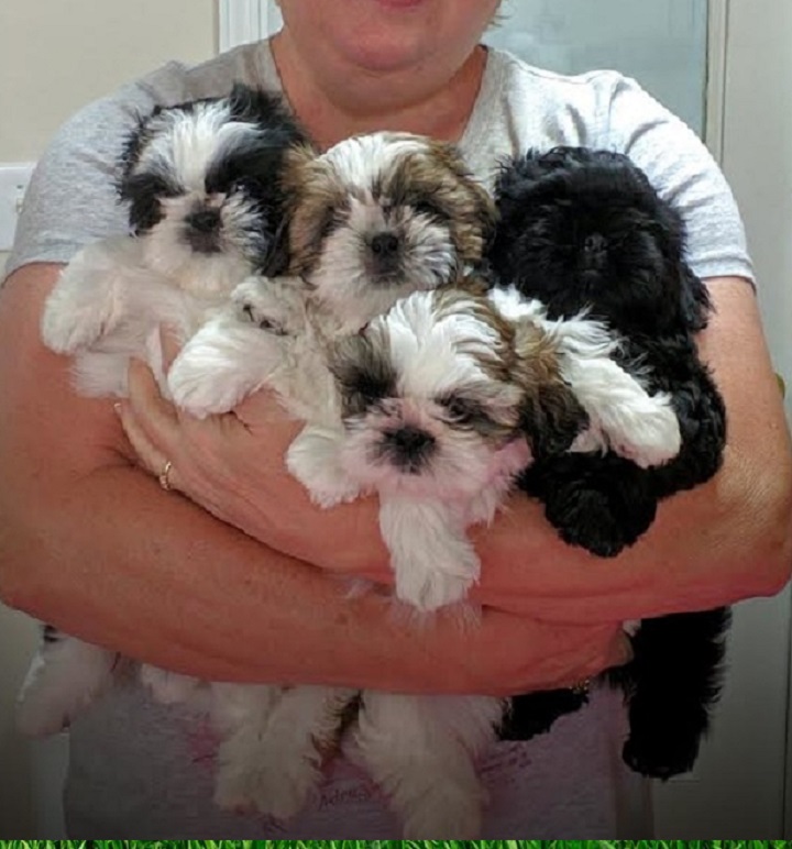 Puppies for Sale Alabama, AL