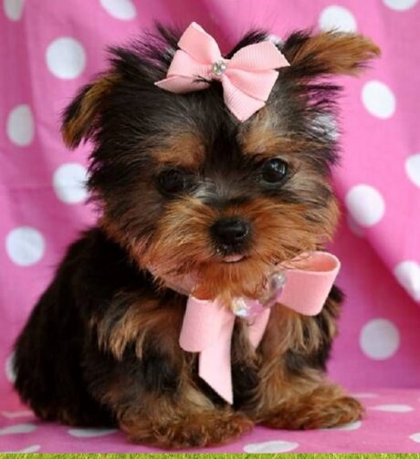 Puppies for Sale Madison Wisconsin