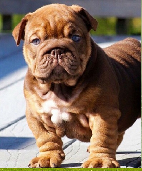 Puppies for Sale Madison Wisconsin