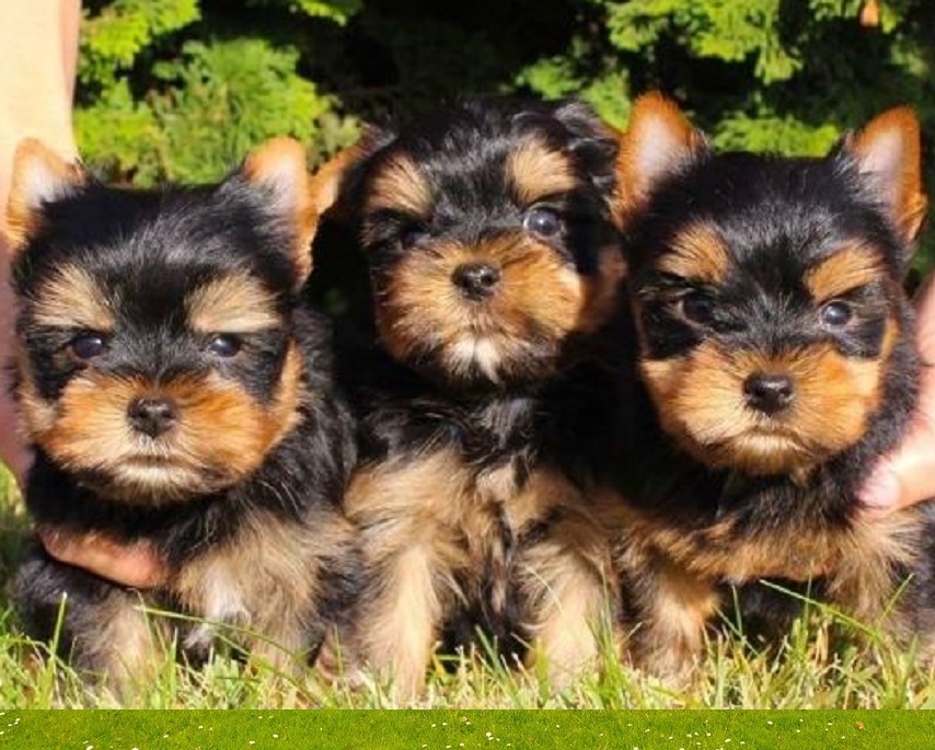 Puppies for Sale by Breed