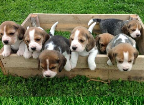 Puppies for Sale by Breed