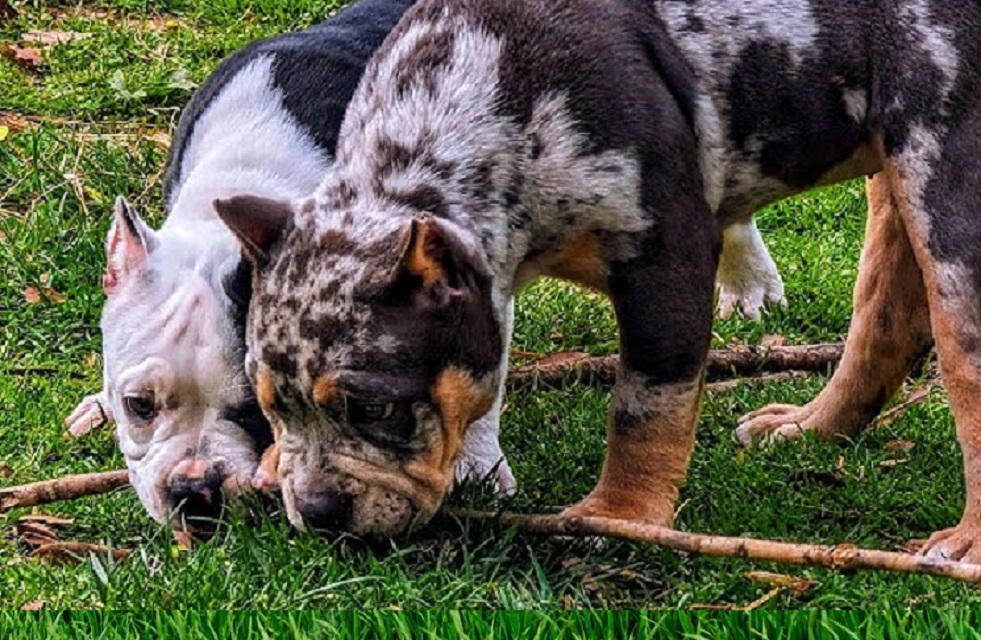 Puppies for sale
