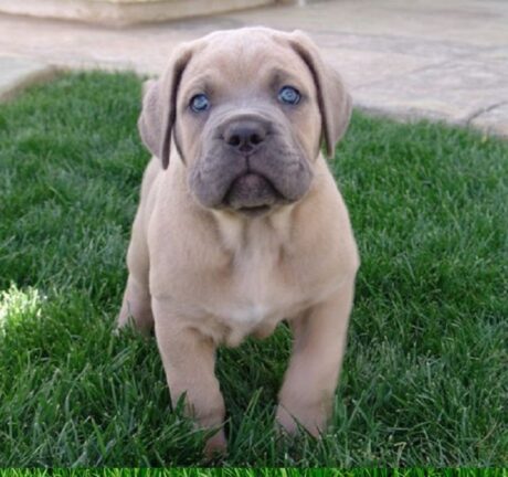 Puppies for sale