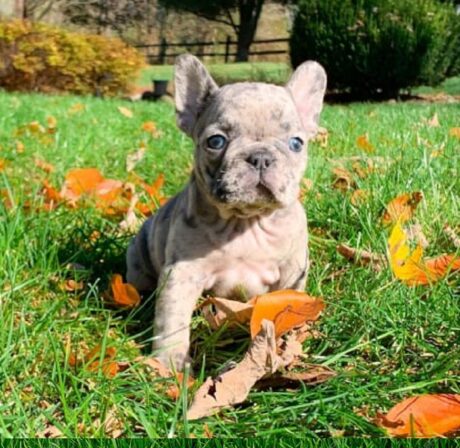 Puppy for sale