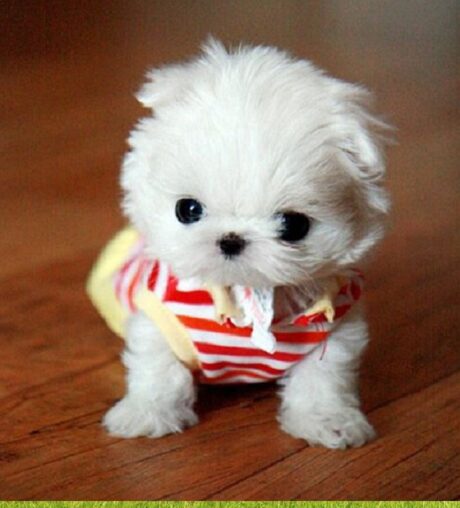 Puppies available