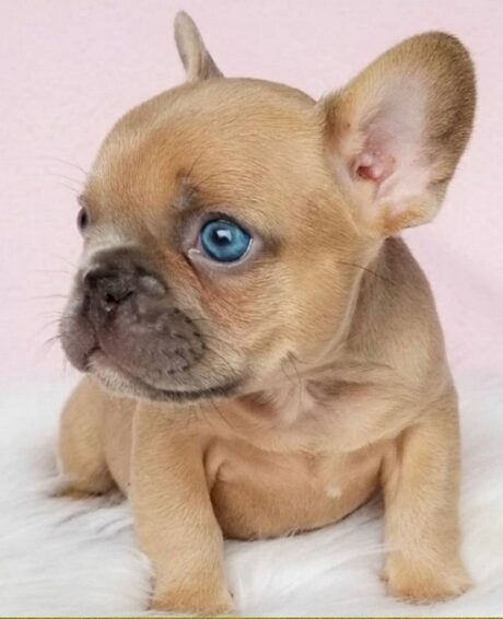 Puppies for sale