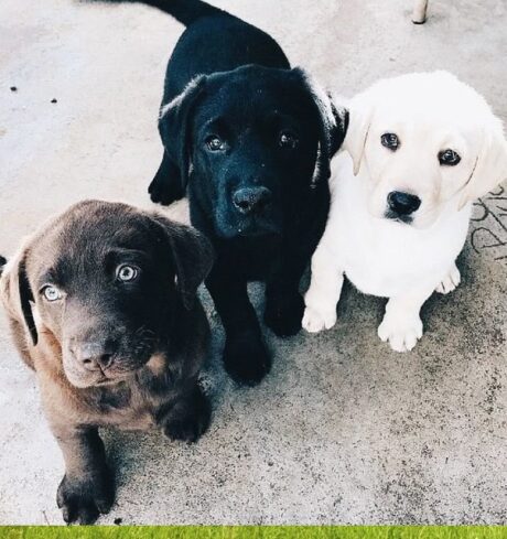 Dogs for sale
