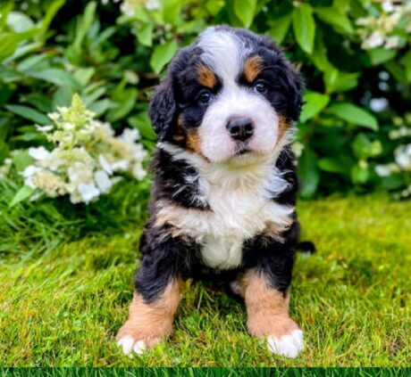 Dogs for sale