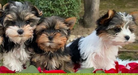 Puppies for sale