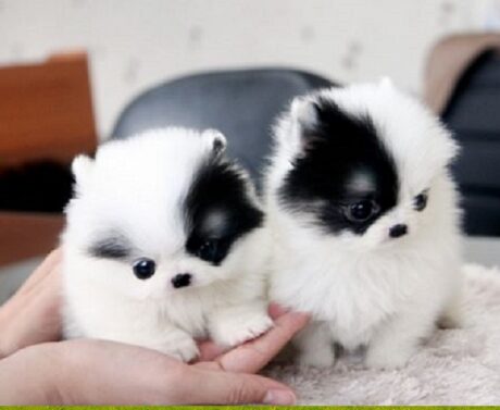 Puppies for sale Raleigh North Carolina