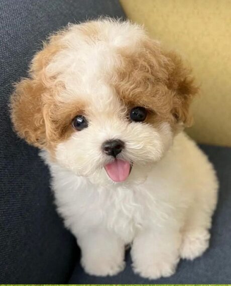 Puppies for sale in San Juan Puerto Rico