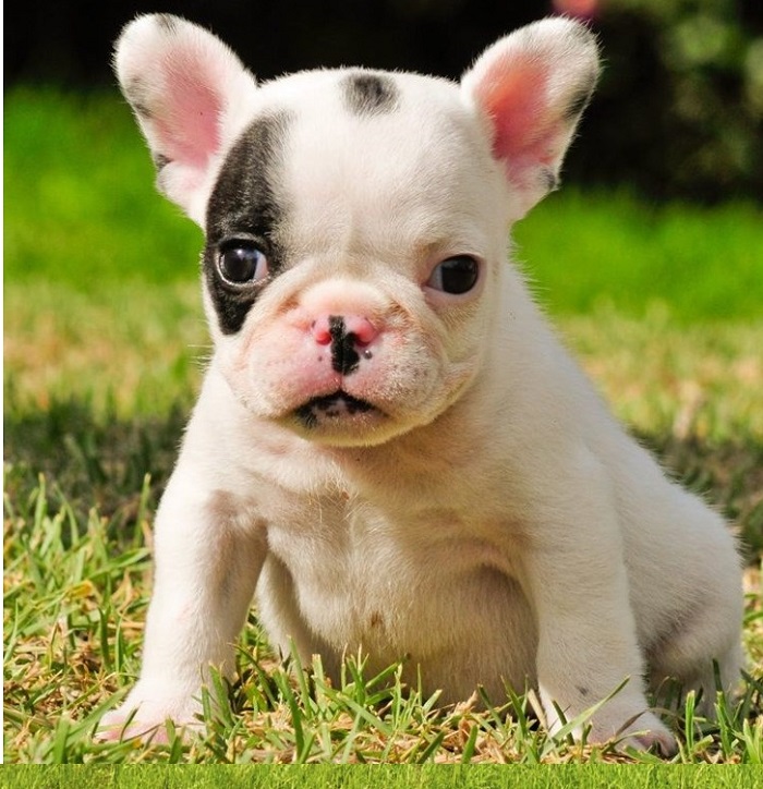 Puppies for under $500 Delaware