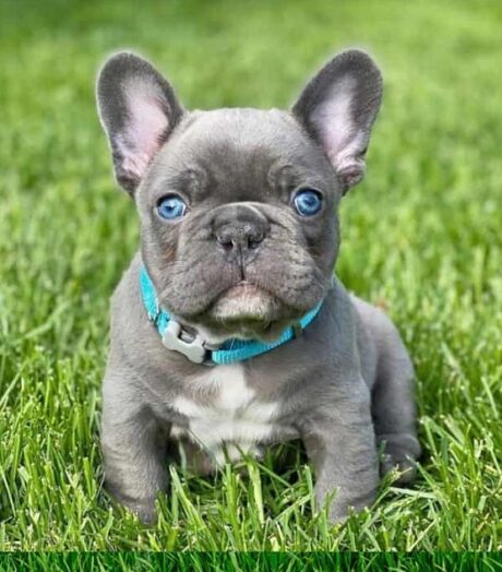 Puppies in Saint Paul Minnesota