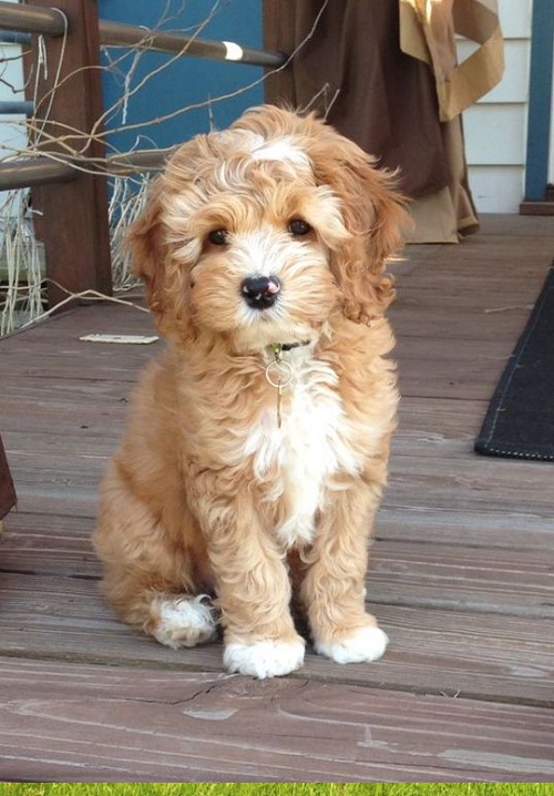 Puppies in Saint Paul Minnesota