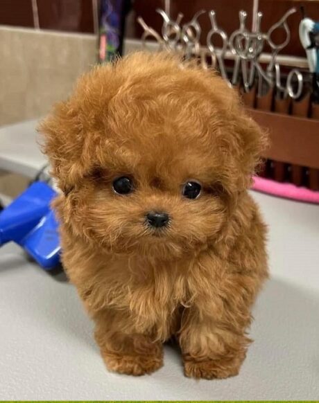 Puppies in San Juan Puerto Rico