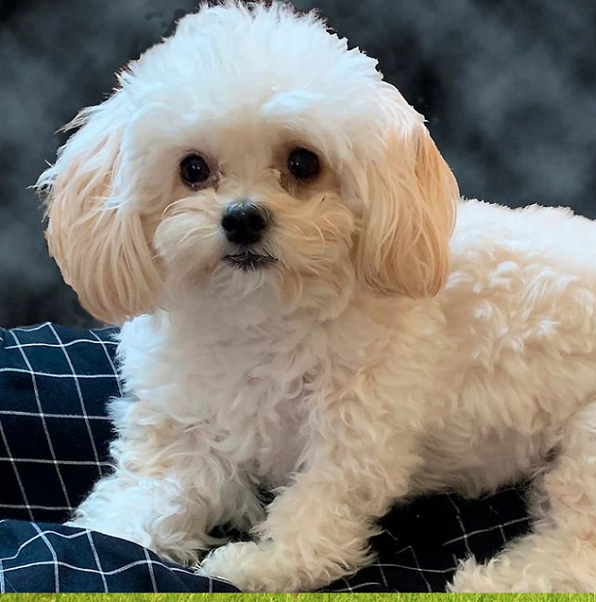 Puppies under $500 Hartford Connecticut