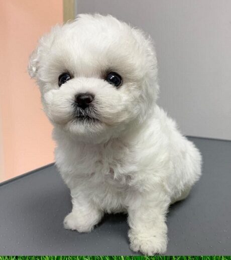 Puppies under $500 Hartford Connecticut
