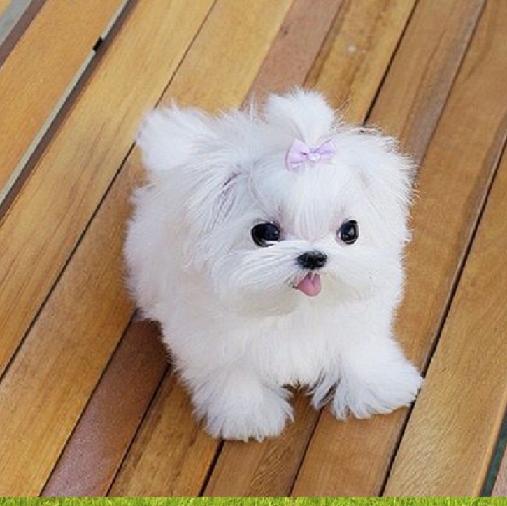 Puppy Atlanta Georgia for sale