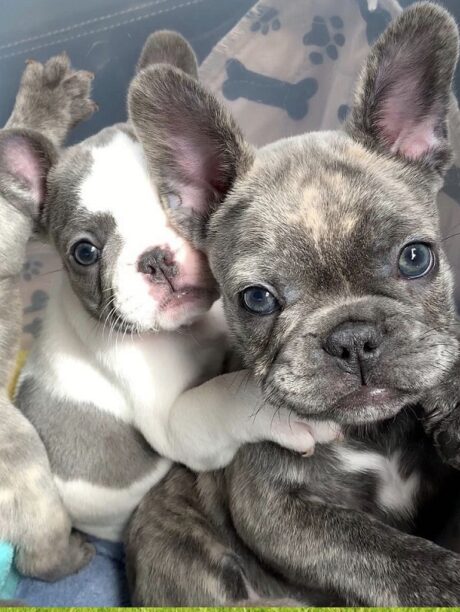 Puppy Atlanta Georgia