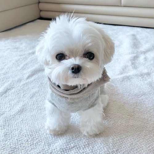 Puppy Breeders in Your Area