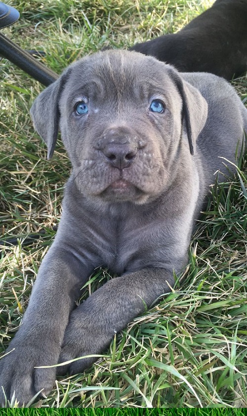 Puppy Lansing MI