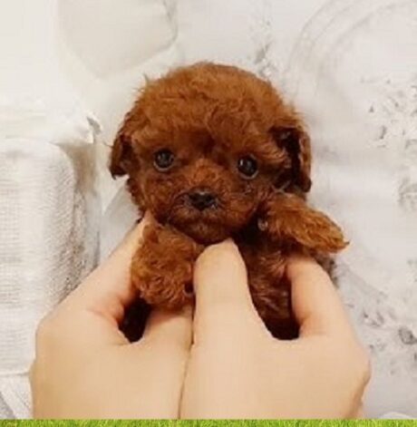 Puppy Lansing MI
