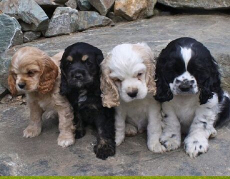 Puppy for Sale Cheyenne Wyoming