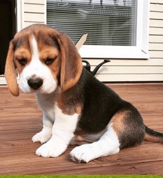 Puppy for Sale Cheyenne Wyoming