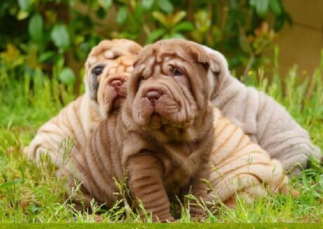 Puppy for Sale Honolulu Hawaii