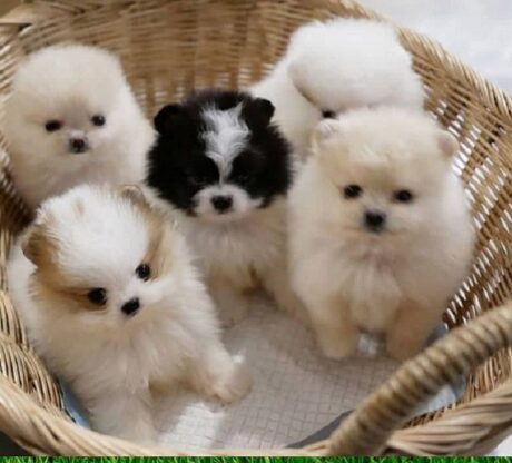 Teacup Puppies Arizona
