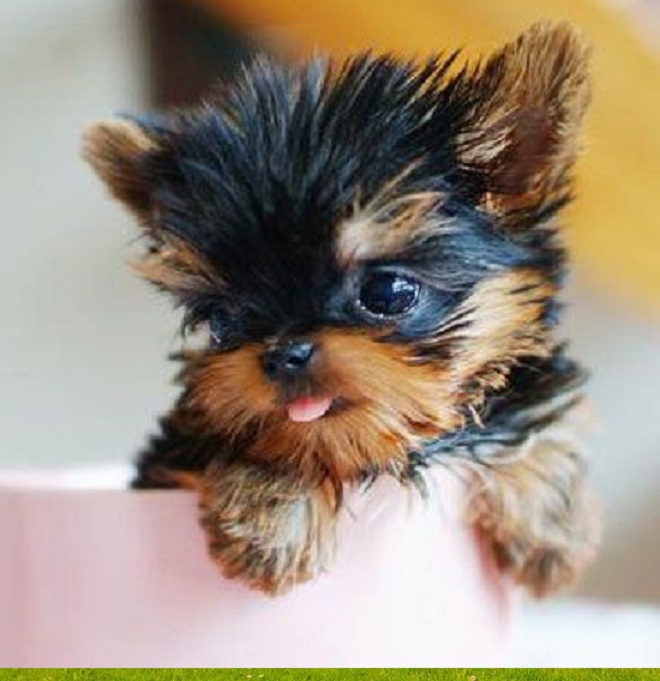 Teacup Puppies Arizona, AZ