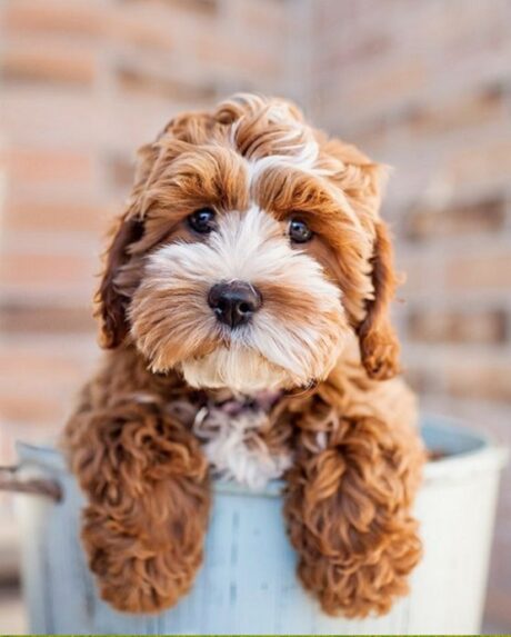 Teacup Puppies Indianapolis IN