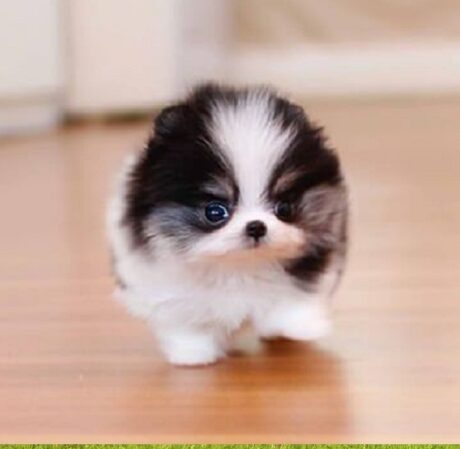 Teacup Puppies for Sale in Baton Rouge