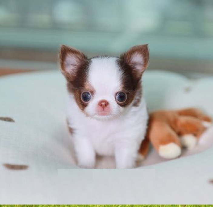 Teacup Puppies for Sale – Baton Rouge