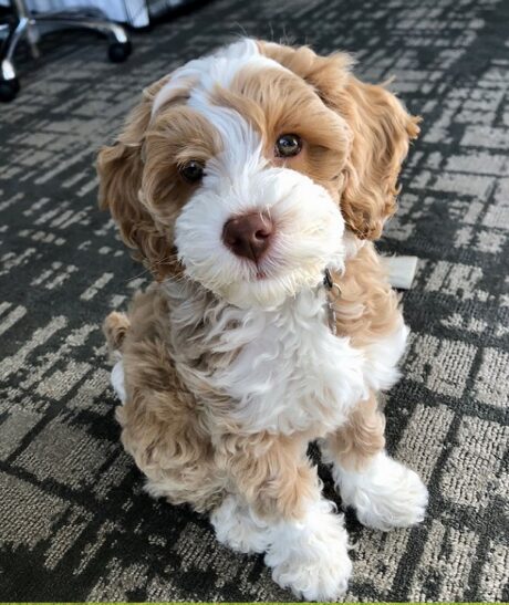 Puppies for sale in Kansas City, KS