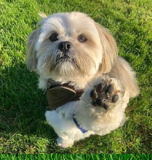 Teacup dogs Lincoln Nebraska