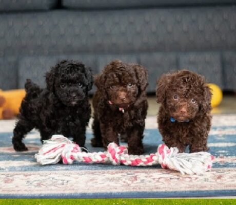 Teacup puppies Jefferson City Missouri