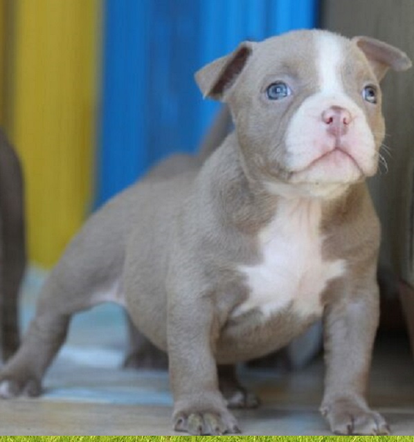Teacup puppies Jefferson City Missouri