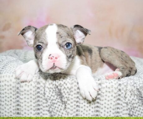 Teacup puppies in Boston Massachusetts